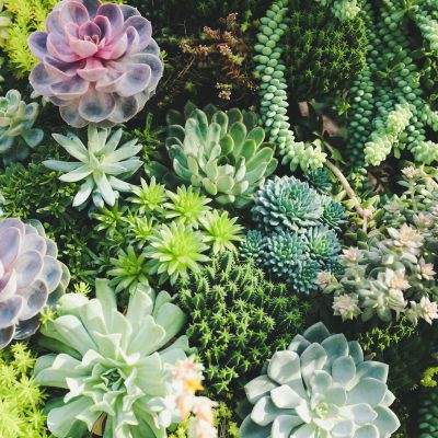 image of succulents in various colors